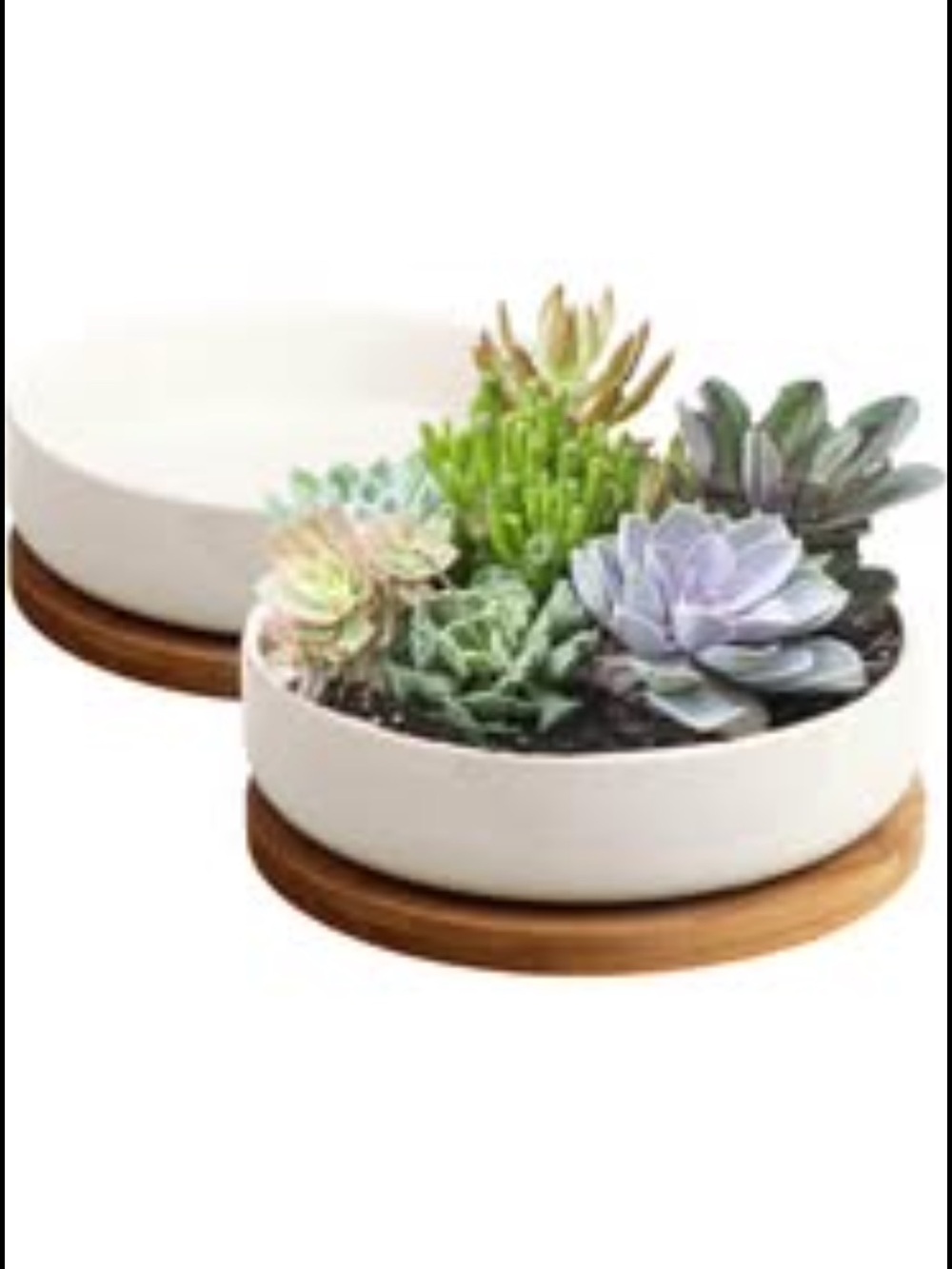 2 6” Succulent Trays
